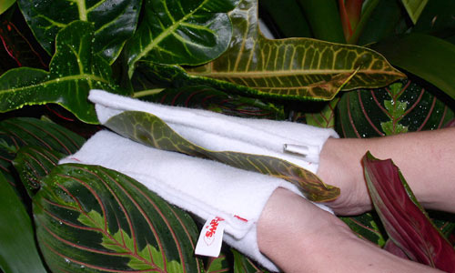Plant Paws make it easy to Clean Both Sides of plant leaves